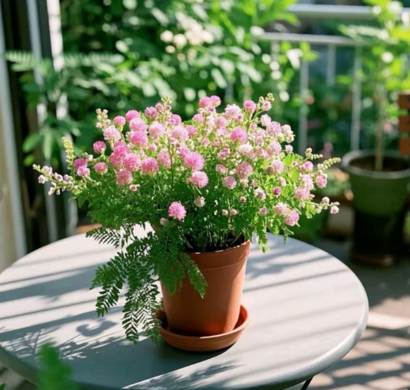 害羞草盆栽 害羞草