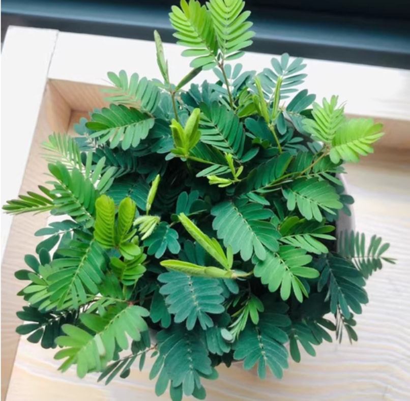 害羞草盆栽 害羞草 - 植物 - 图片5